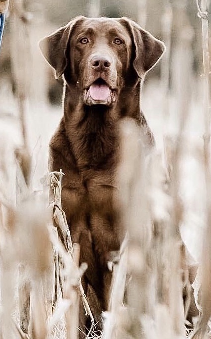 HRCH UH Windmere's Rumor Of A Scandal MH25 QAA | Chocolate Labrador Retriver