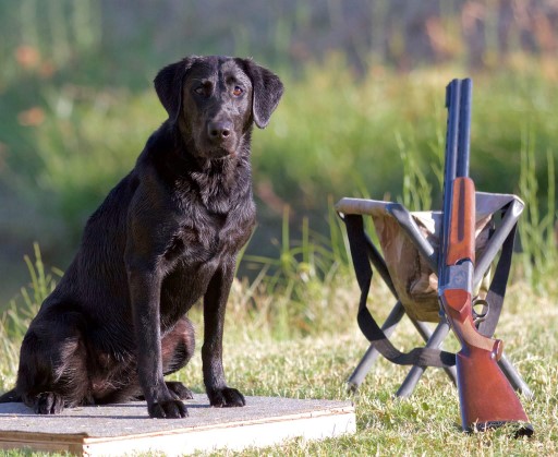 Bayside's Storm Castaway SH | Black Labrador Retriver