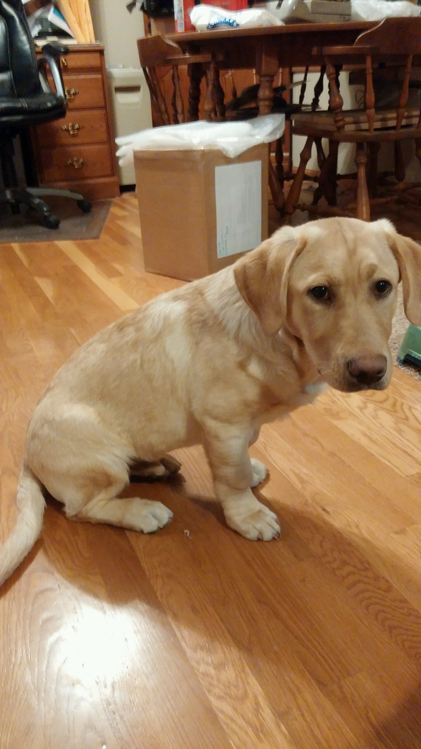 Sunflower Labradors Golden Comet | Yellow Labrador Retriver