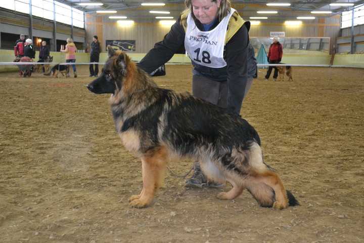 Margman Broombear | German Shepherd Dog 