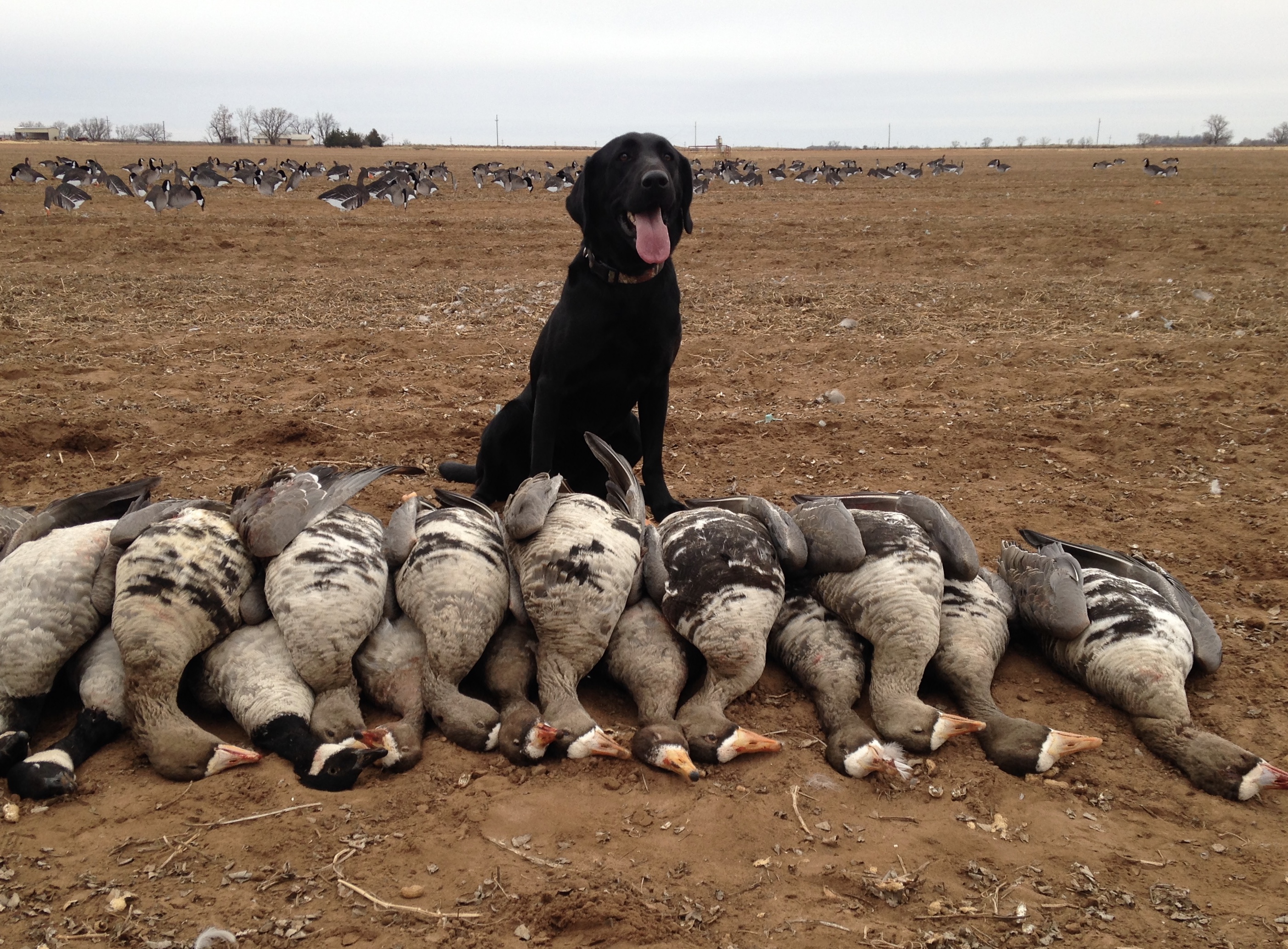 Jim Ned Creek Java JH | Black Labrador Retriver