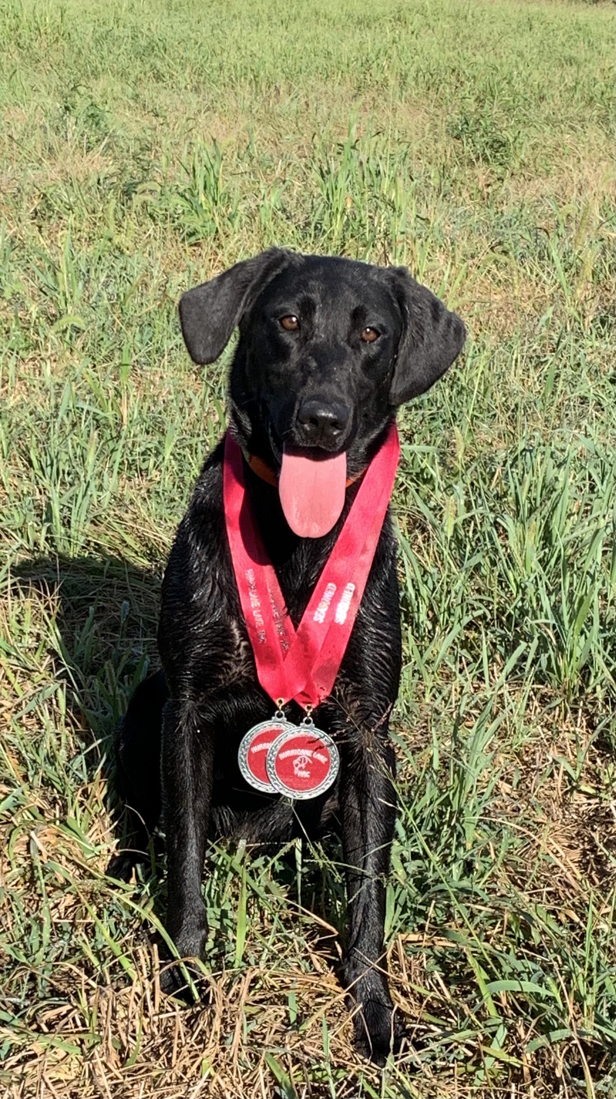 HRCH  Breeze Hill’s Lookin’ Up Ellie | Black Labrador Retriver