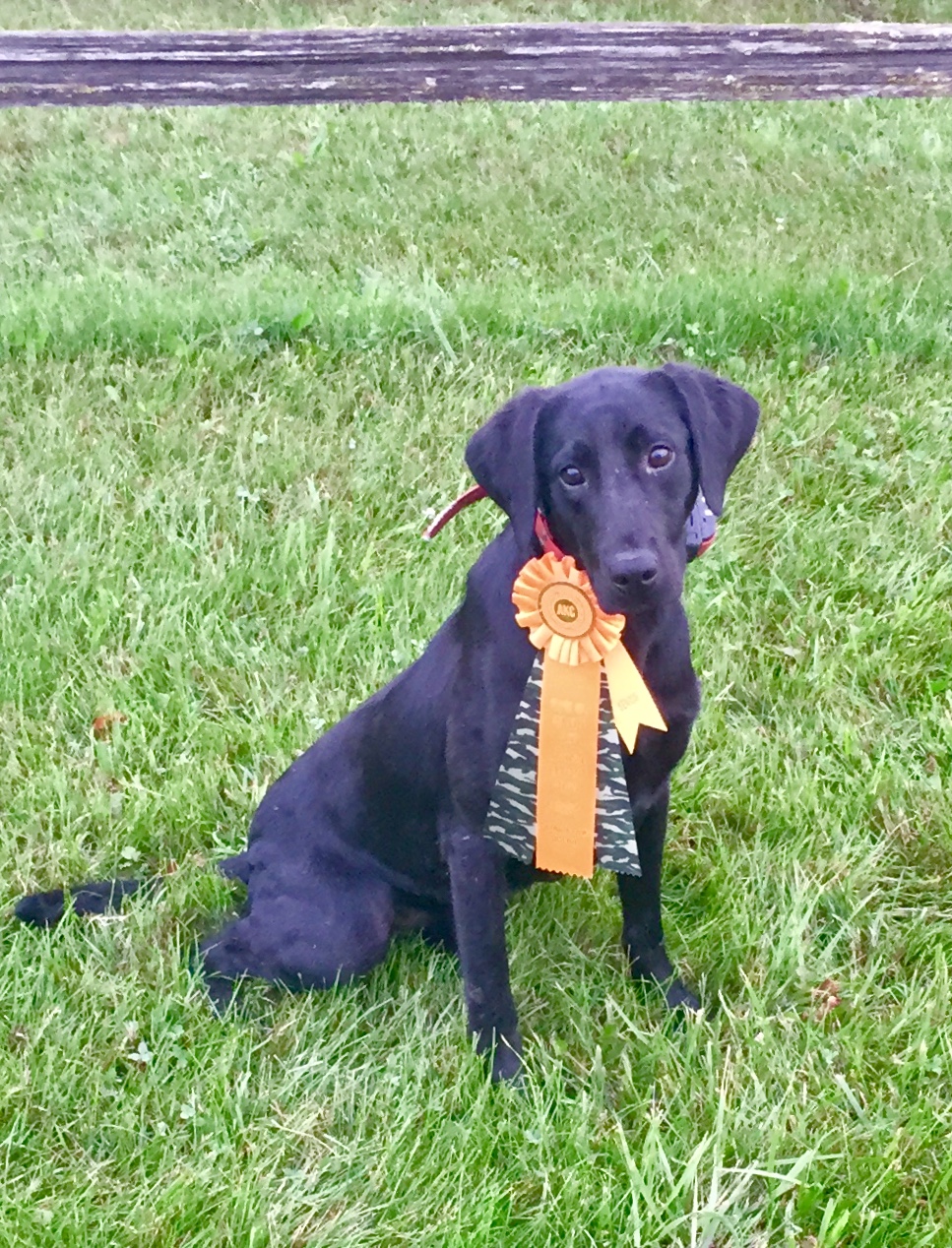 Boo’s Panther Hunter MH | Black Labrador Retriver