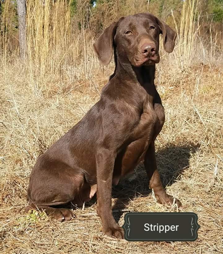 Trinity's Shake Your Money Maker | Chocolate Labrador Retriver