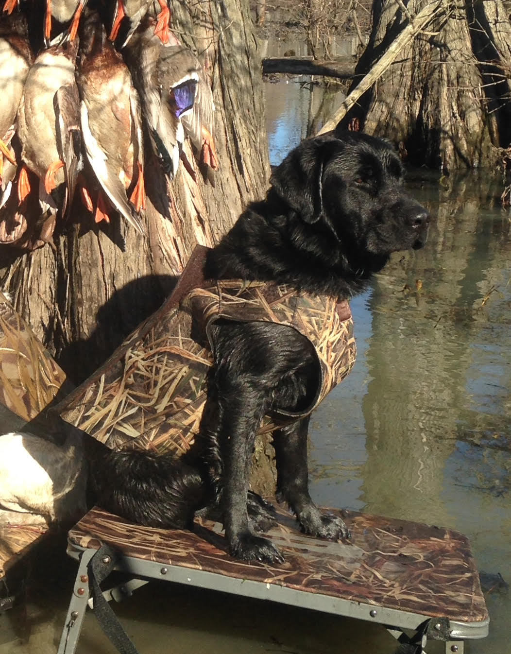 HR  Diastole’s Black Tie Affair SH | Black Labrador Retriver