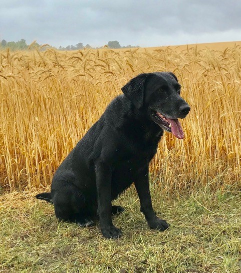 HR Warhawks Boogie Woogie Fiddleman | Black Labrador Retriver