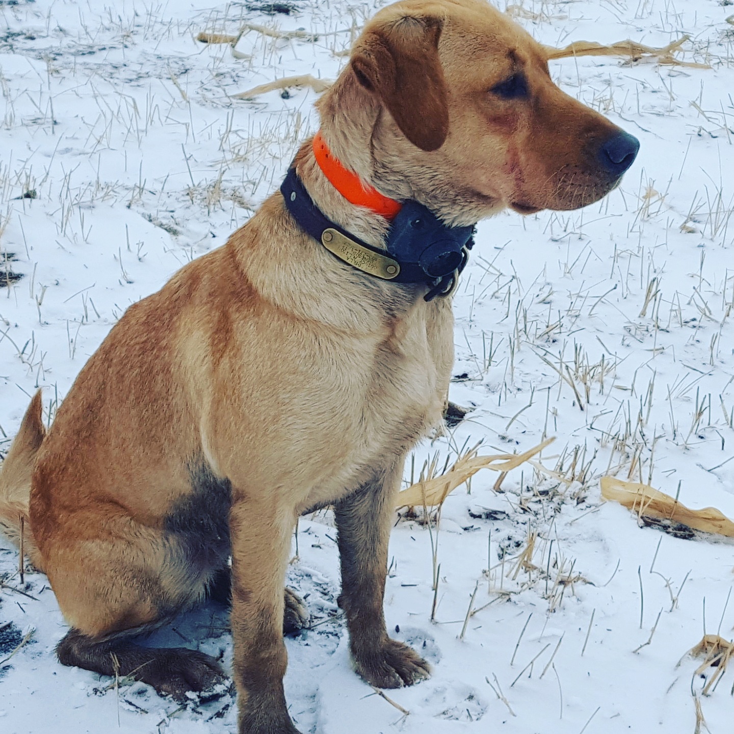 Bella Of Rock Hard Pointing Labs | Yellow Labrador Retriver