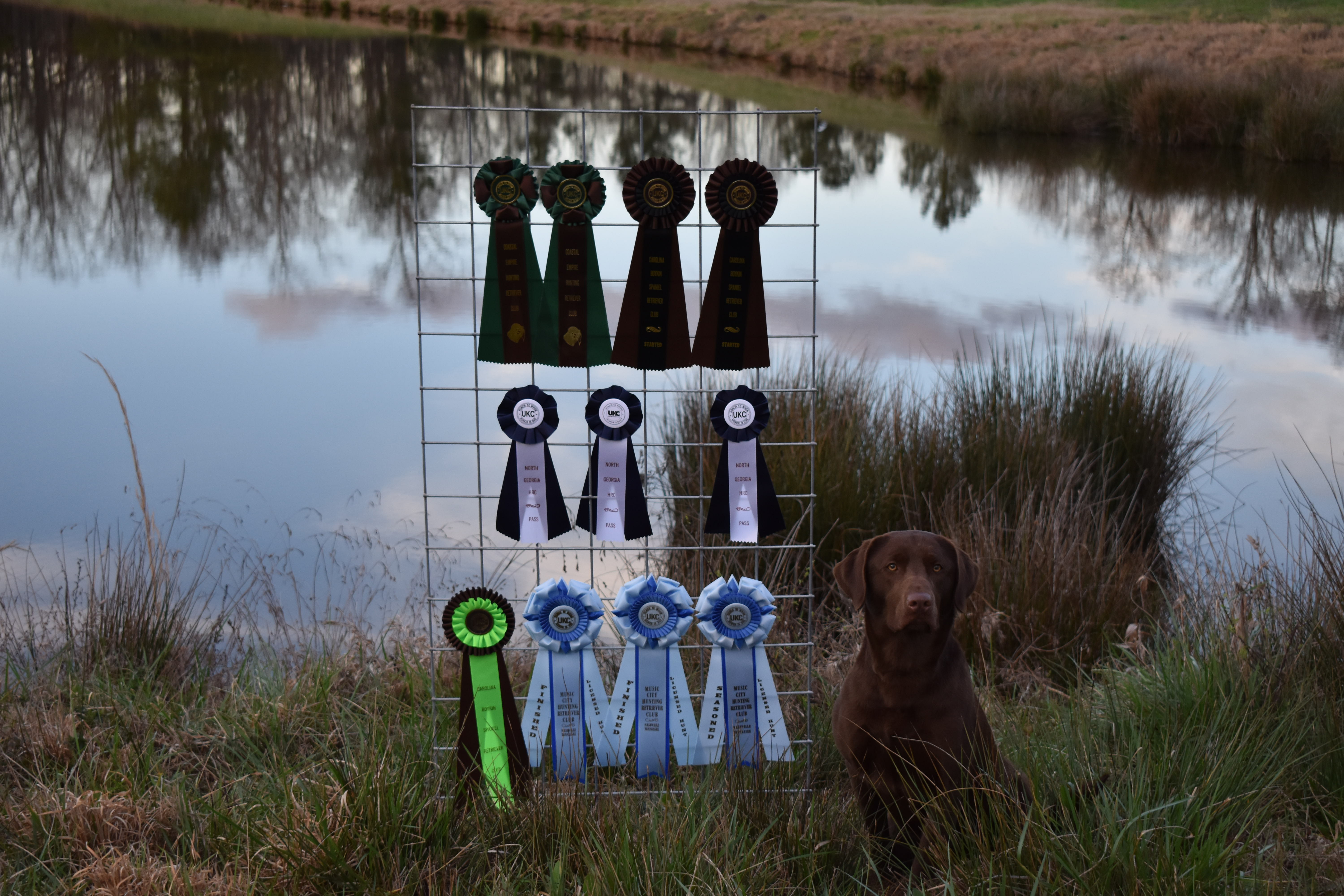 HRCH Dillon’s Sweet Georgia Brown | Chocolate Labrador Retriver