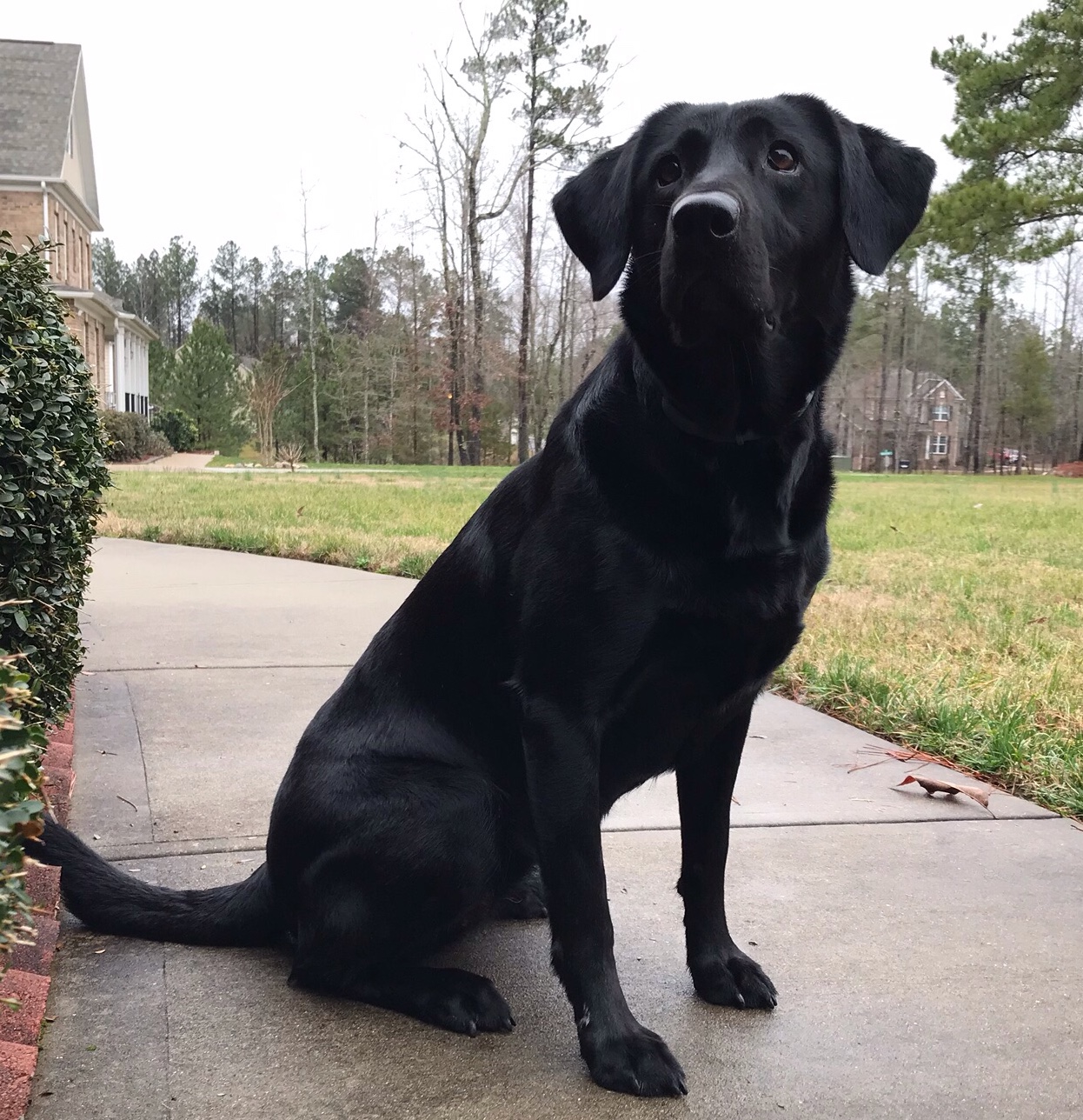 Oakridge's Sweet Nighttime Harmony MH | Black Labrador Retriver