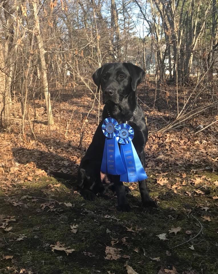 3xGMPR Blackhawk's Royal King Of Northstar | Black Labrador Retriver