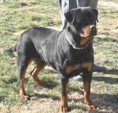 Fahra de breogan | Rottweiler 