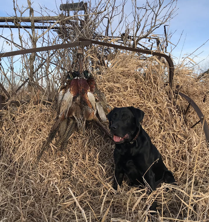 3xGMPR Blackhawk's Royal King Of Northstar | Black Labrador Retriver