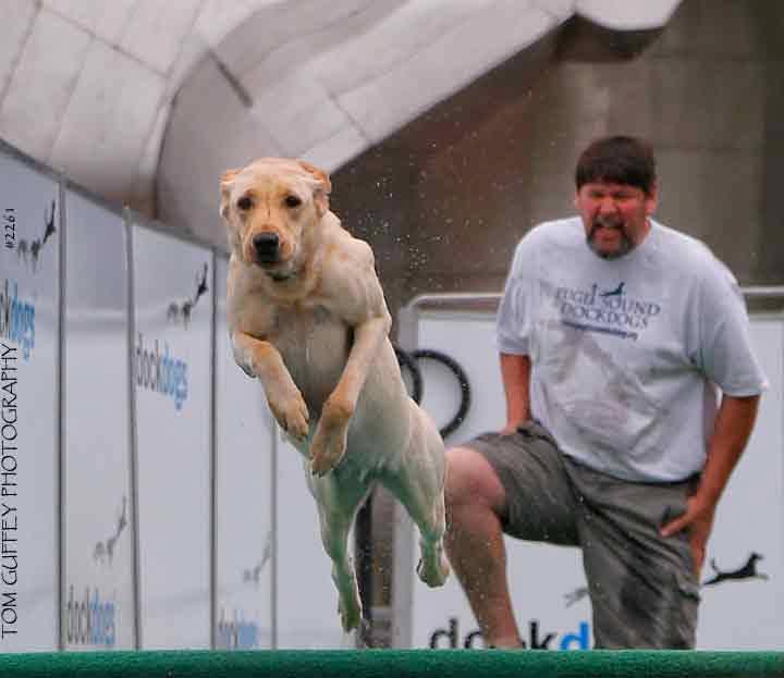 HFR's She's Preying For Fowl Weather NADD Master & Senior, Dock Dogs Natl Big Air Master, Novice. NADD DM DS | Yellow Labrador Retriver