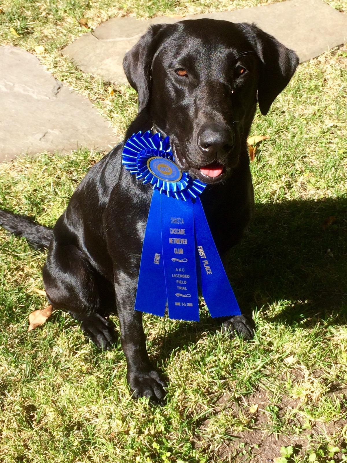 Bayside's Blue Water Sprite Senior Hunter, Derby list, QAA | Black Labrador Retriver