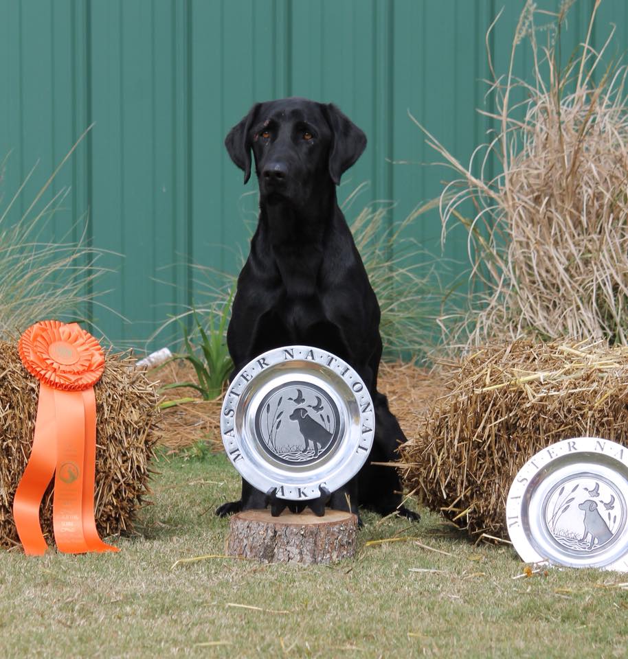 HRCH Roux's Downhome Hank The Tank MH | Black Labrador Retriver