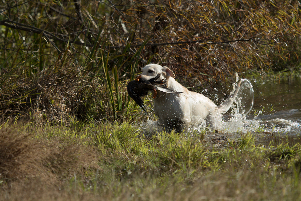 Bay Breeze Lady Blondie | Yellow Labrador Retriver