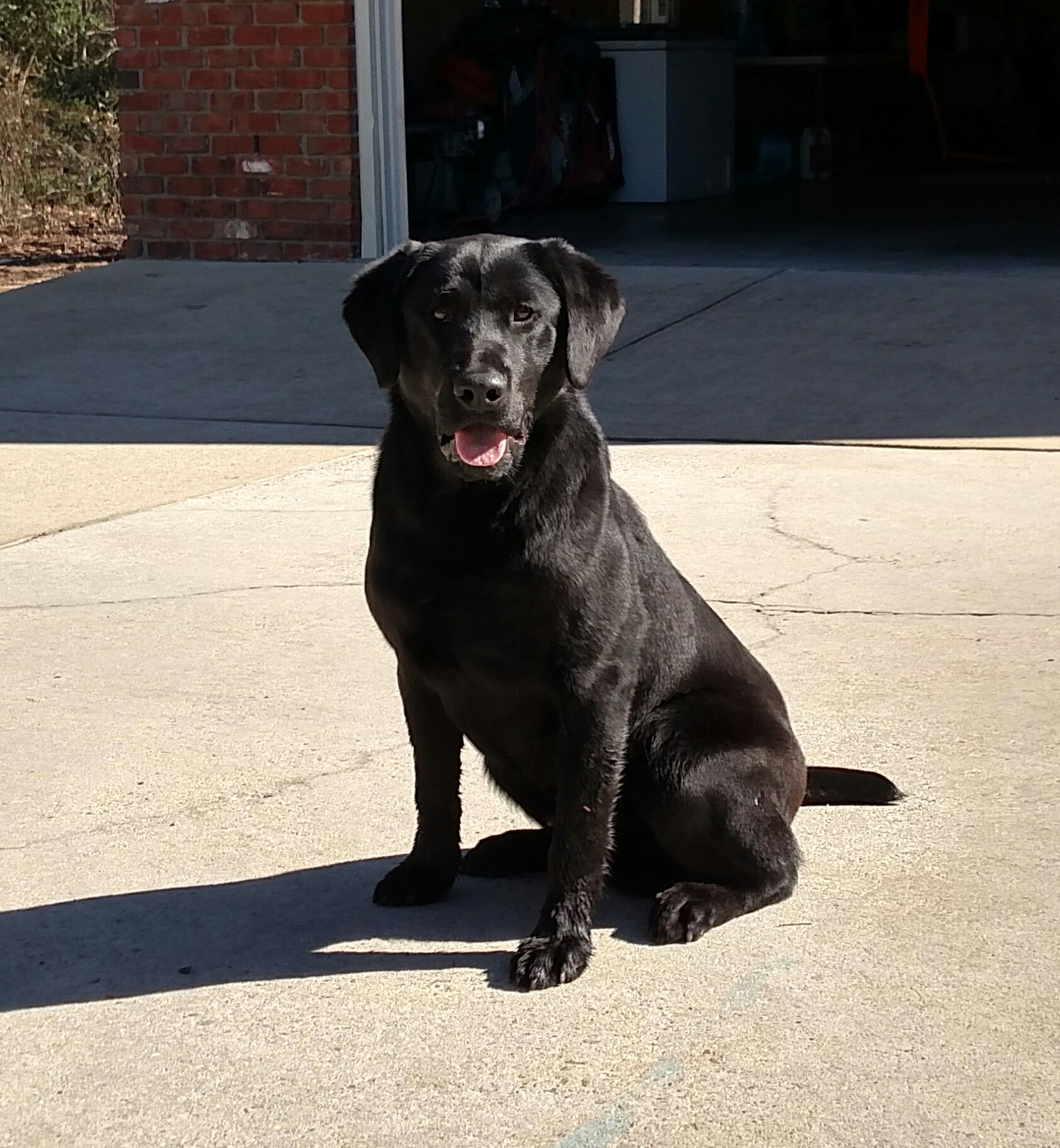 Gumswamp's Smoke On The Water | Black Labrador Retriver