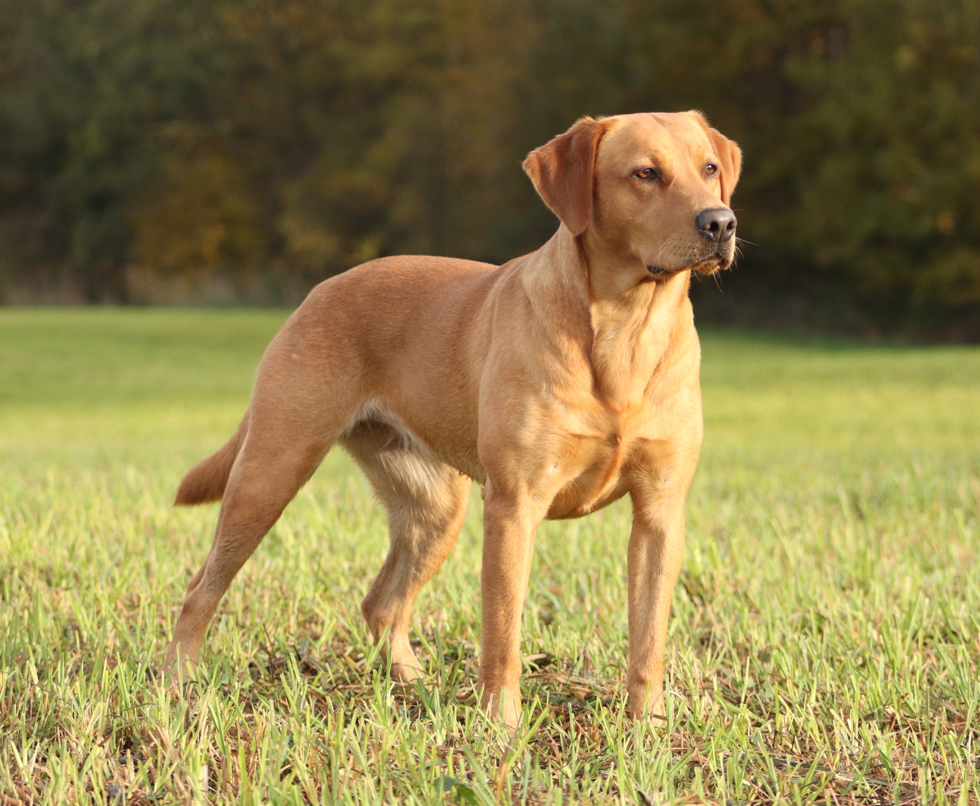 SCH EN HR UH New Found Retrievers Eternal Evergreen NHD CGC | Yellow Labrador Retriver