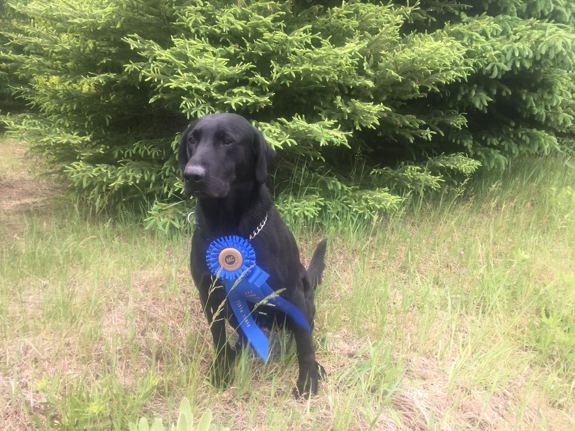 FC AFC Hyflyer's Life In The Fast Line | Black Labrador Retriver