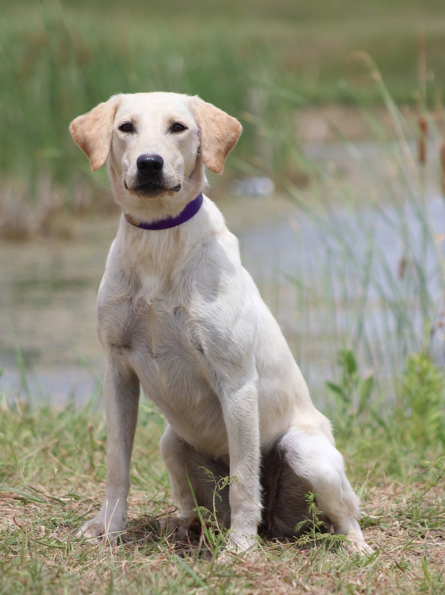 Sagecreek's Southern Charm DS | Yellow Labrador Retriver