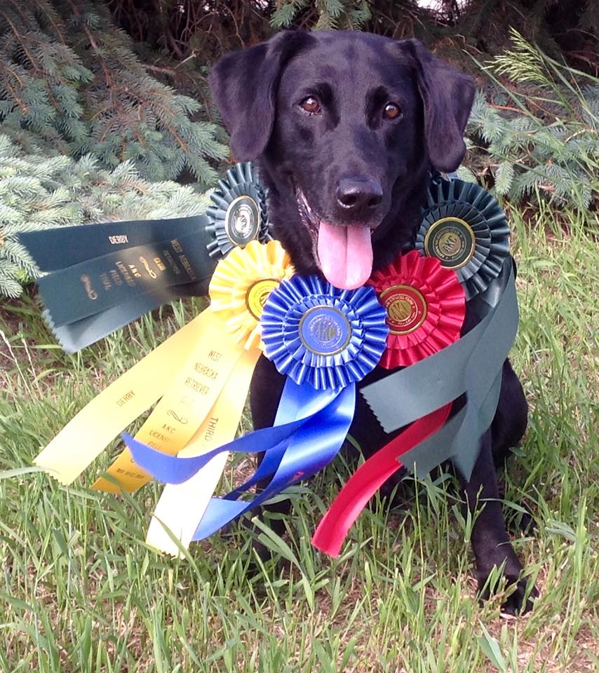 FC AFC Which One's Pink | Black Labrador Retriver