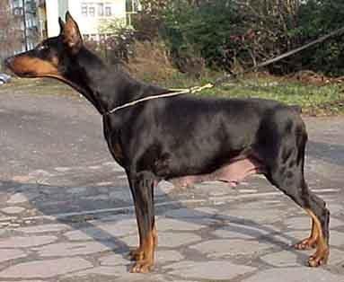 Zuela z Padoku | Black Doberman Pinscher