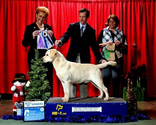 Am. Ch. Kerrybrook's Troutbeck II | Yellow Labrador Retriver