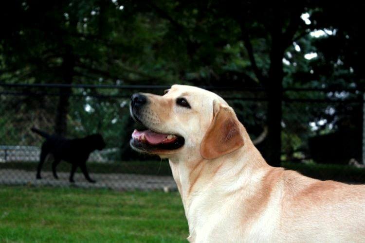 Kerrybrook's Tarn Hows | Yellow Labrador Retriver