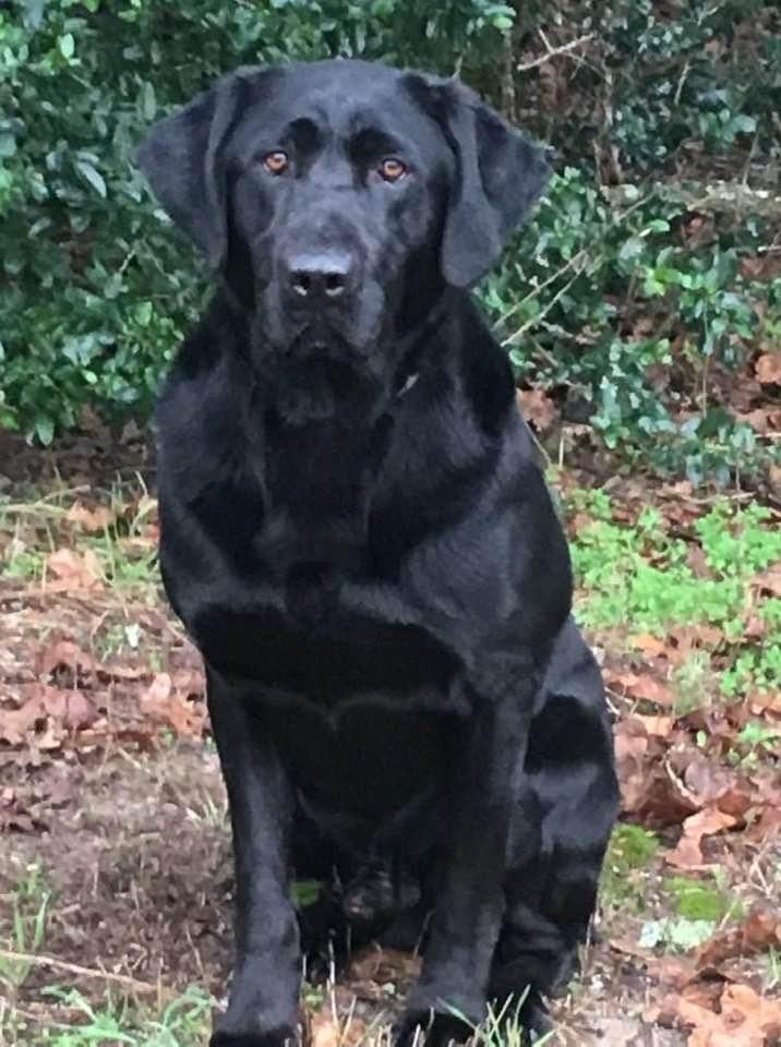 Harvest Moon's Take Me Away | Black Labrador Retriver