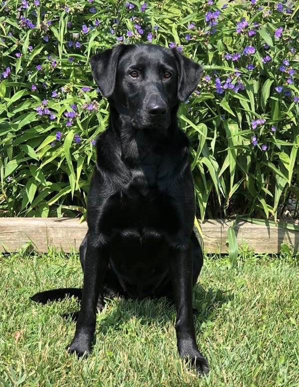 Harvest Moon's Faith, Trust, & A Little Pixie Dust QAA | Black Labrador Retriver