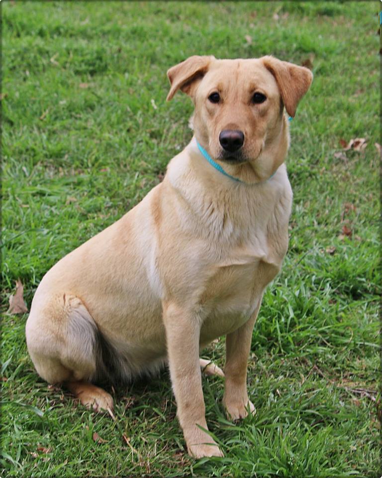 SBR Holla Back Gurl DN | Yellow Labrador Retriver