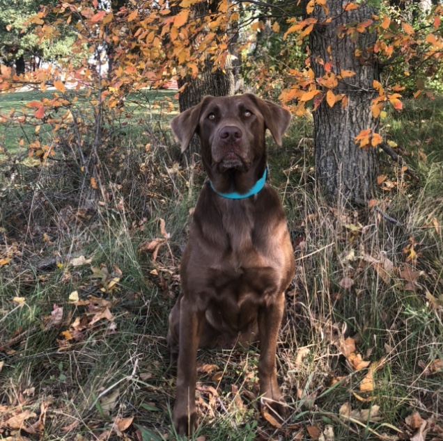 NCHSD ESDx2 Black Ice's Indian Princess HOF | Chocolate Labrador Retriver