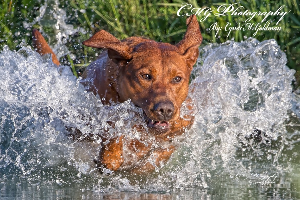 WSD SHR Semko's Heart Of Fire SH  WC DS DSA AJ | Yellow Labrador Retriver