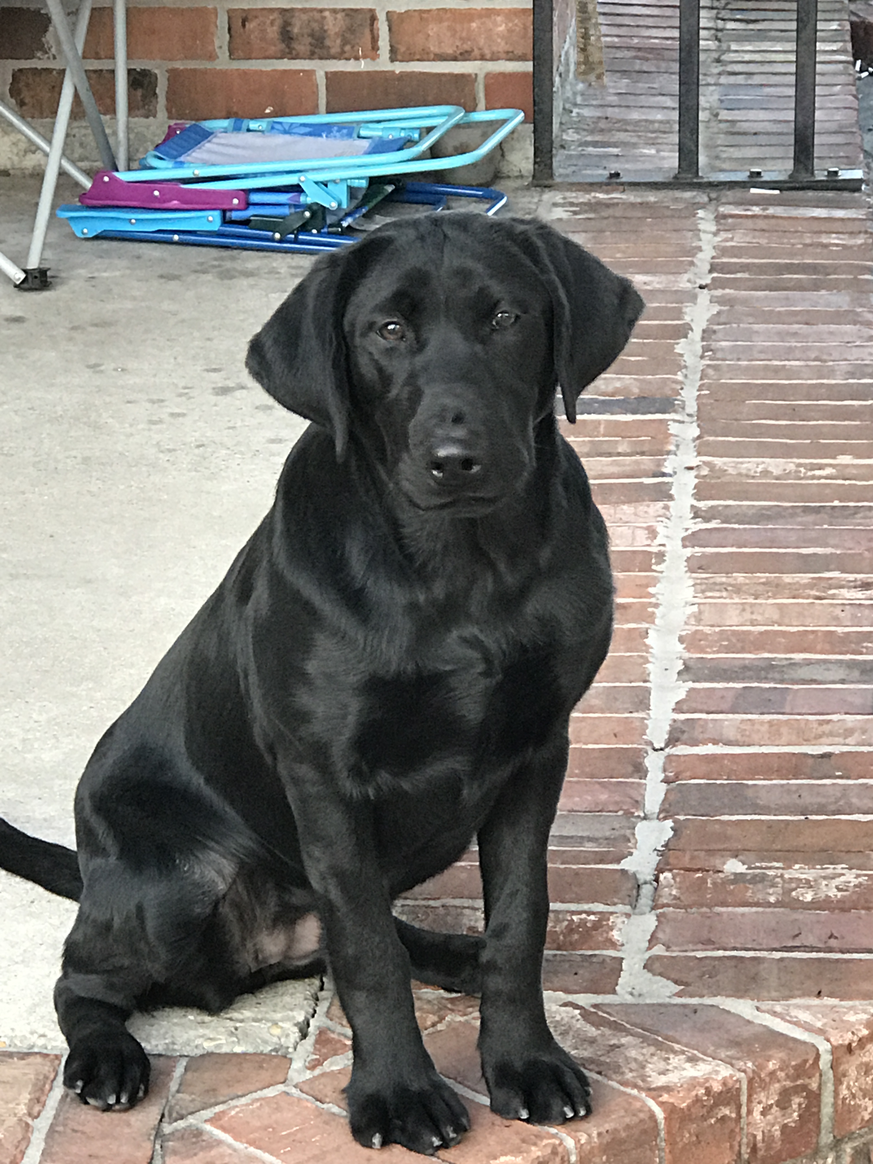 HRCH Triplemarks Tapping At My Door | Black Labrador Retriver