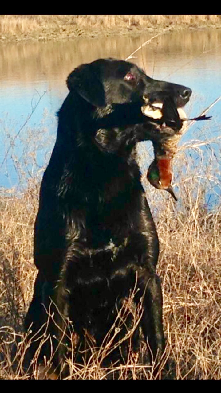 B2r Aces 'n Eights | UNKN Labrador Retriver