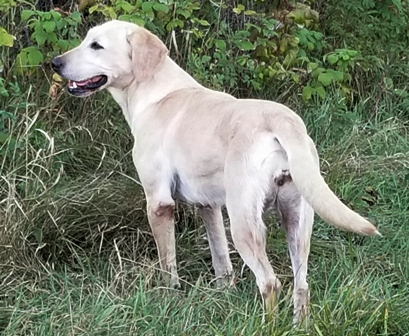 Torg's Golden Willow N The Ruff | UNKN Labrador Retriver