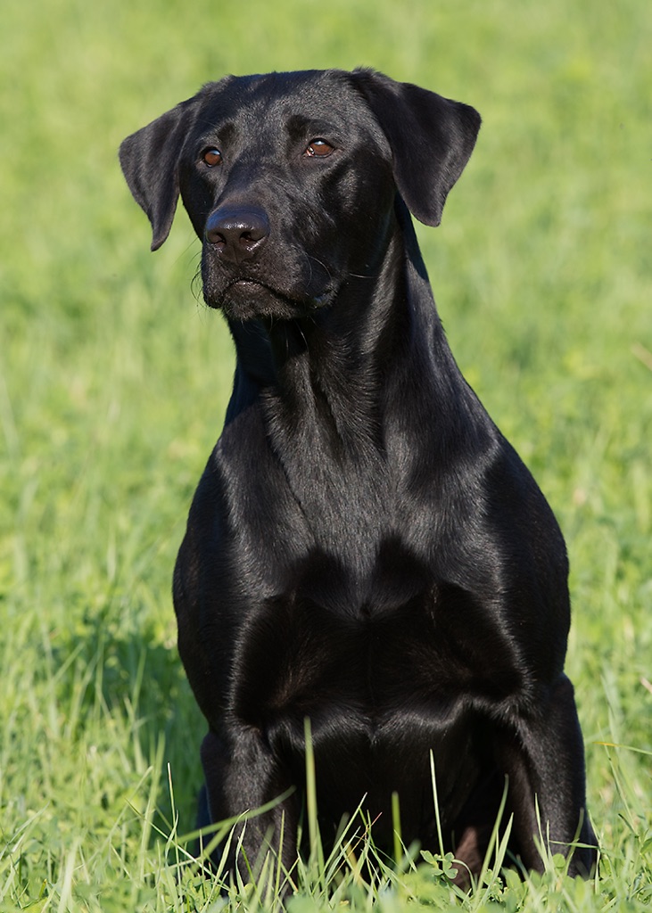 FC AFC Bd North Shore's Instant Rain Gear QA2 | Black Labrador Retriver