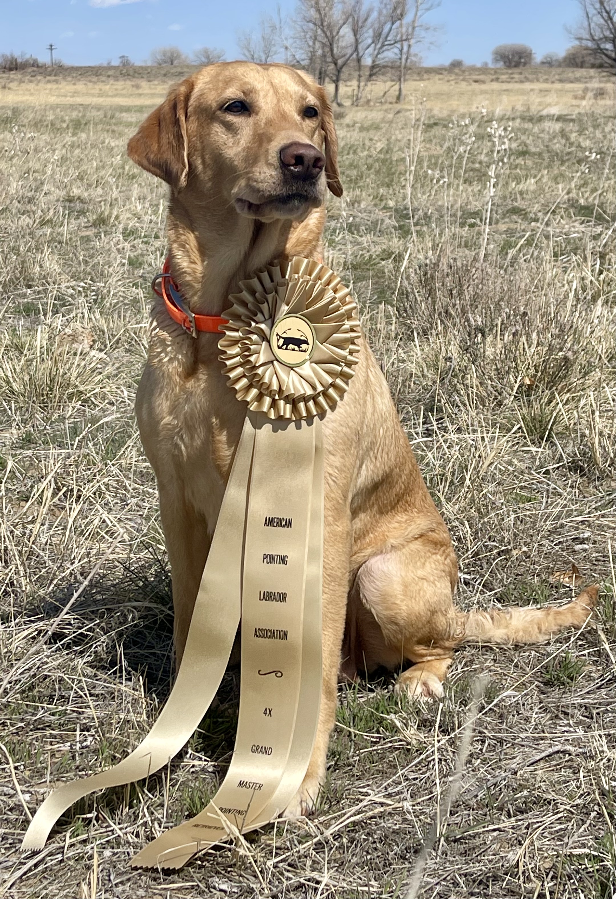 4xGMPR HRCH  Battlemtn One Shot Tikka | Yellow Labrador Retriver