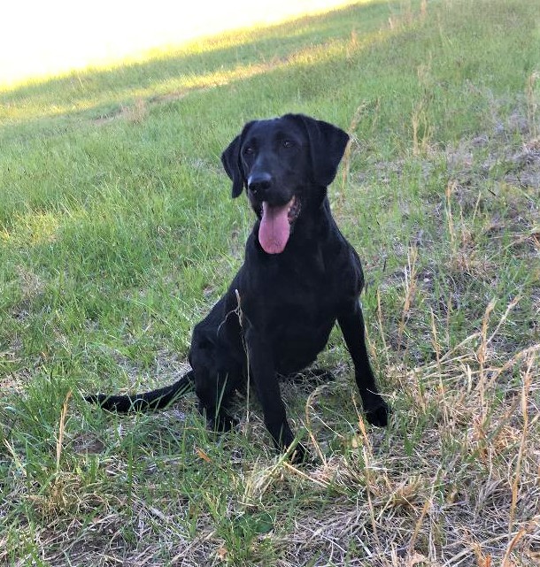 Mae Be Lucky In Black QAA | Black Labrador Retriver