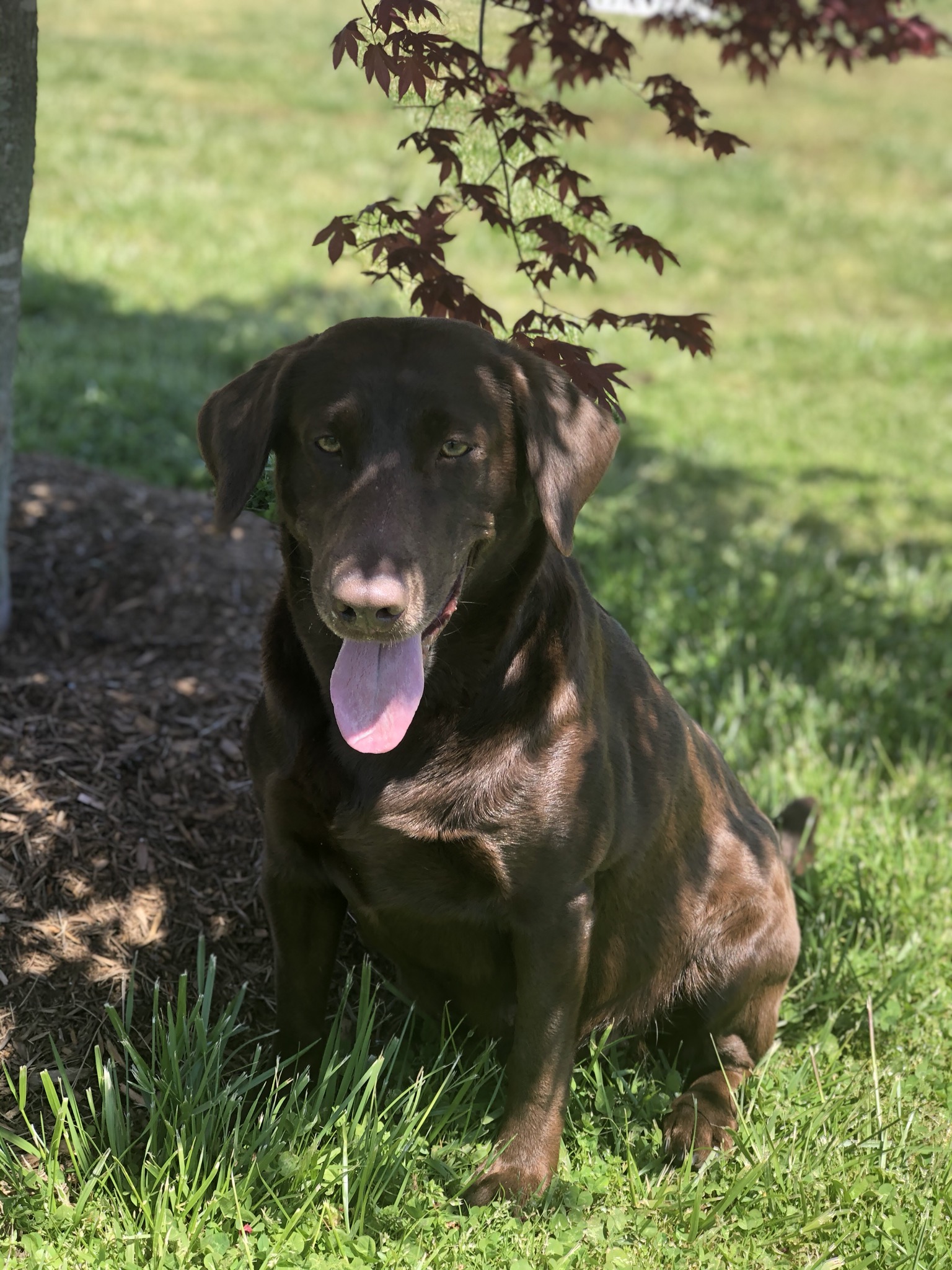 Waterloo's Stellar Performance JH | Chocolate Labrador Retriver