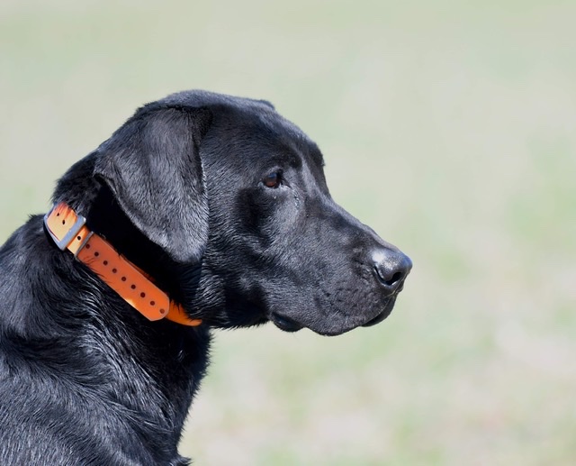 FTCH AFTCH  Clubmead's Trapper Jack QFTR | Black Labrador Retriver