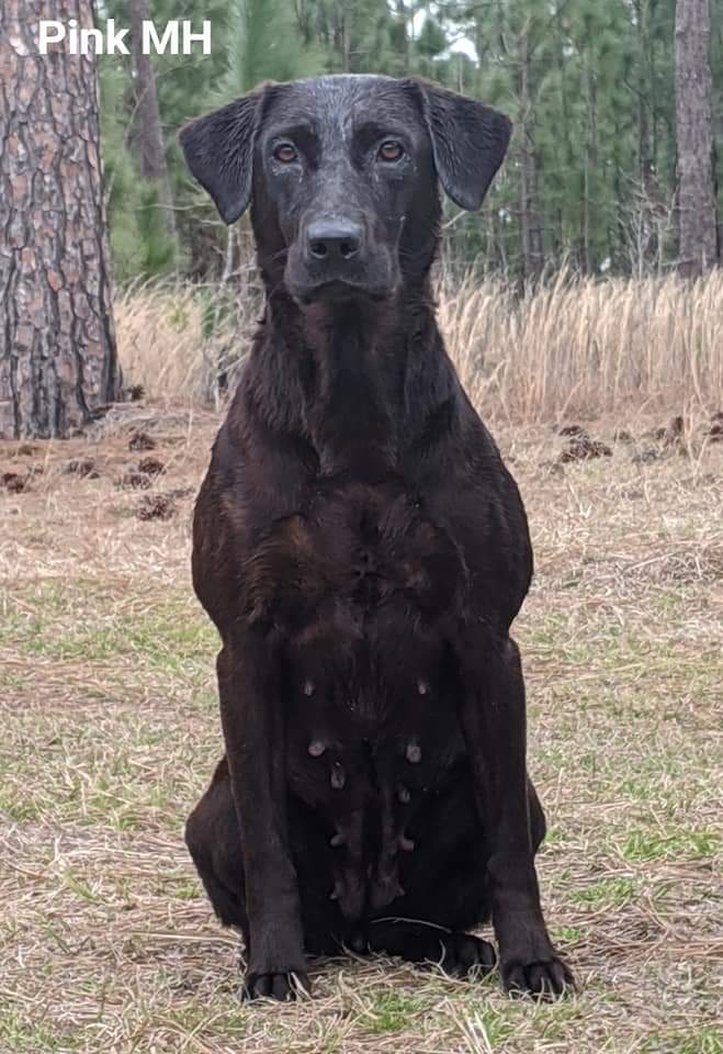 Trinity's Get The Party Started MH | Black Labrador Retriver