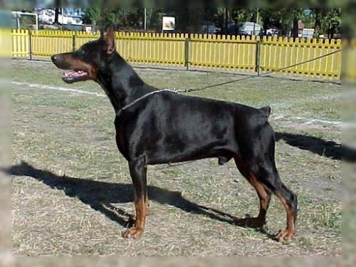 Tylan du Clos des Grognards | Black Doberman Pinscher