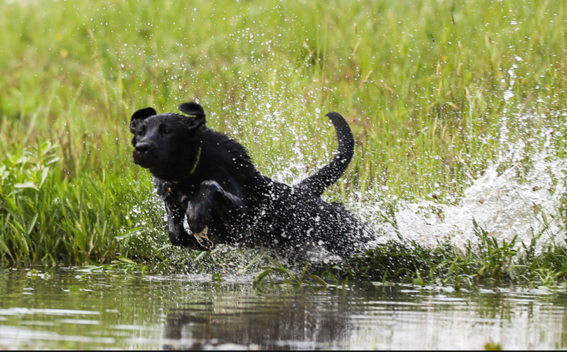 Coosa River’s Queen Of Memphis JH | Black Labrador Retriver