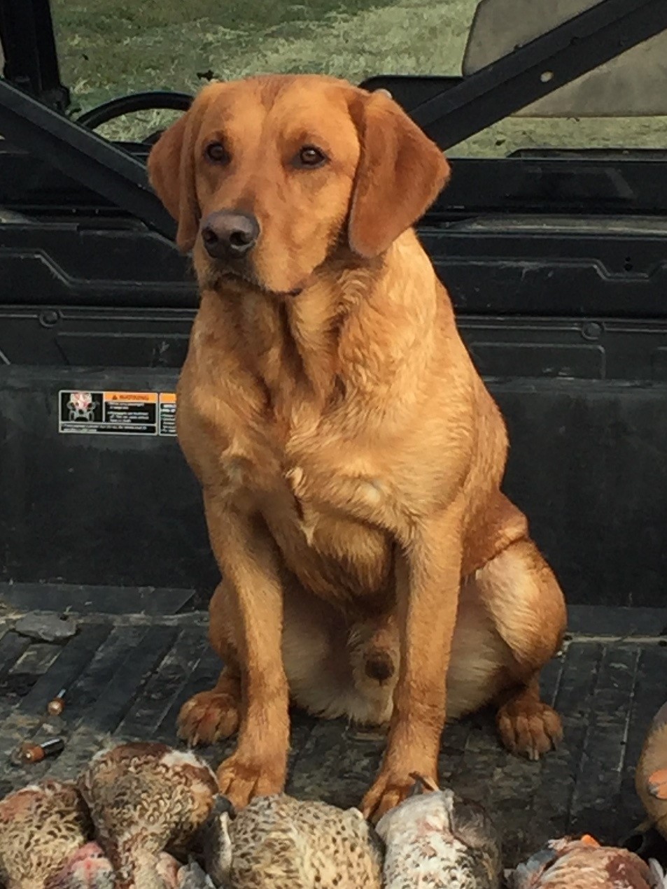 SRSAC 4xGRHRCH UH Running On The Verge Of Chaos MH HOF | Yellow Labrador Retriver