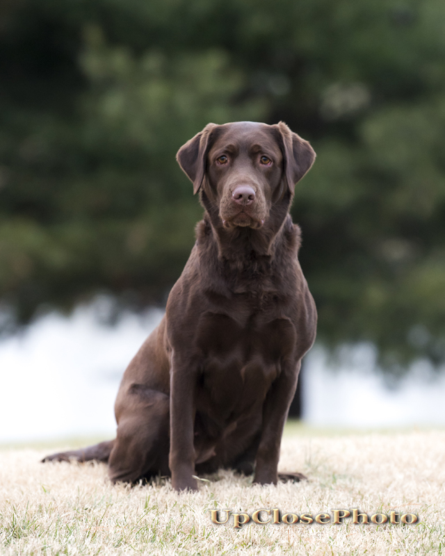 SHR Crabtree's Talitha Rose | Chocolate Labrador Retriver