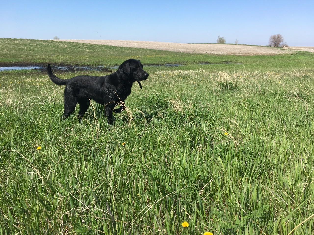 GMPR Diamond K's Hidy Ho Neighbor MH | Black Labrador Retriver