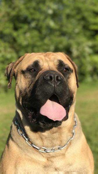 Regie Tyson | Bullmastiff 