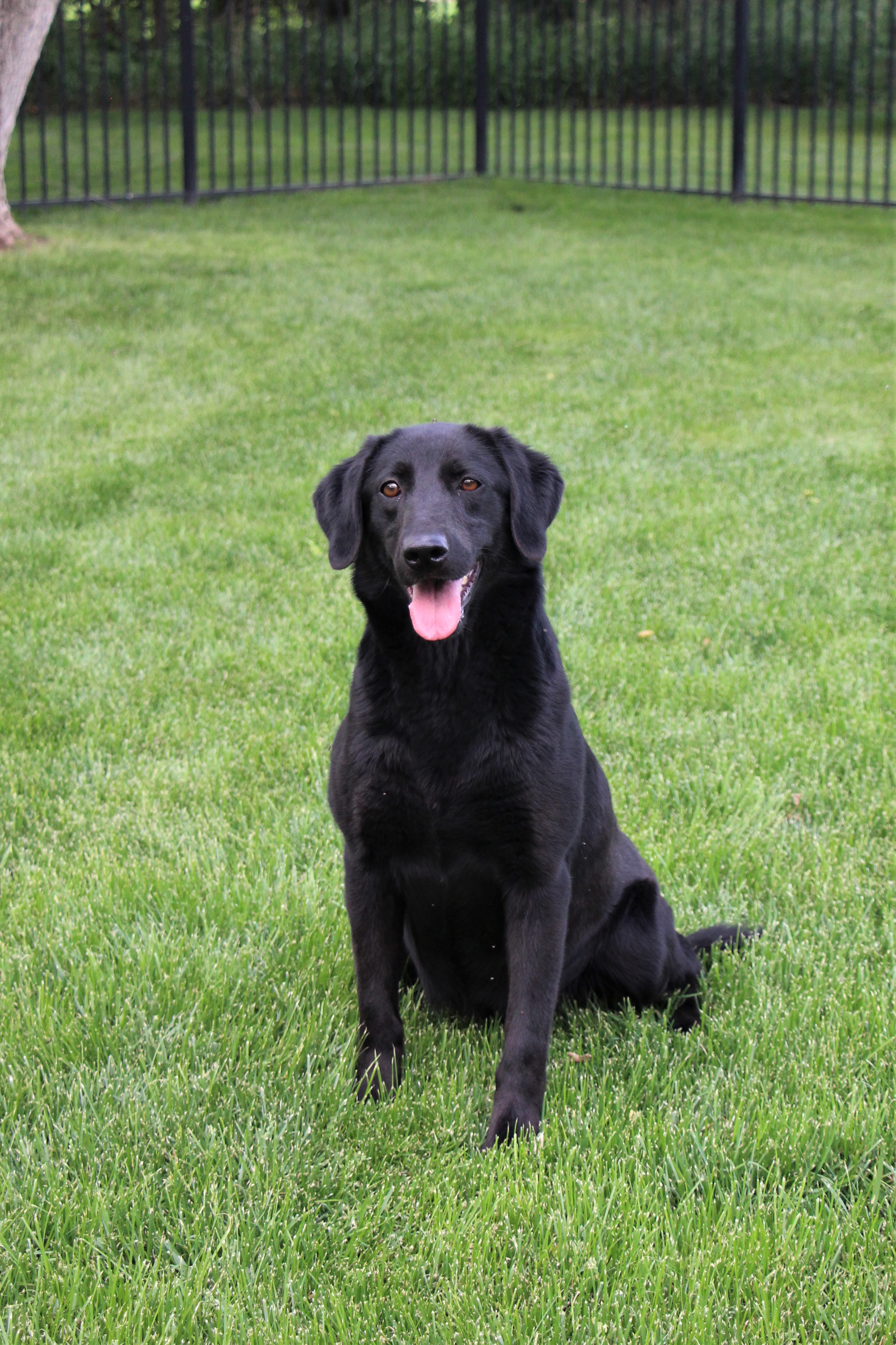 Lincoln Creek's Cooler Than Yours | Black Labrador Retriver