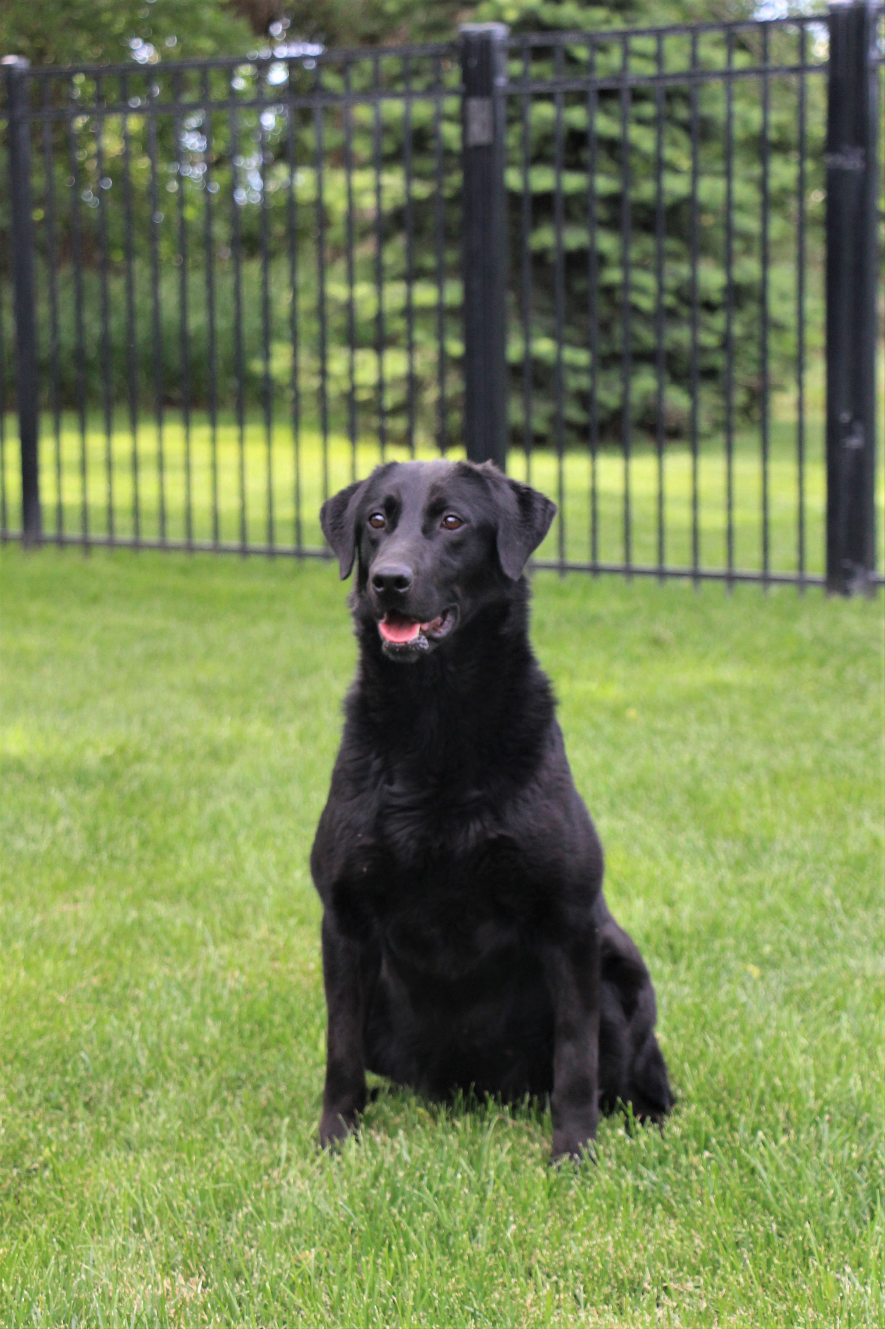 Lincoln Creek's Rollin' In JH | Black Labrador Retriver